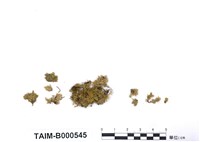 藏品(黑莖黃苔)的圖片